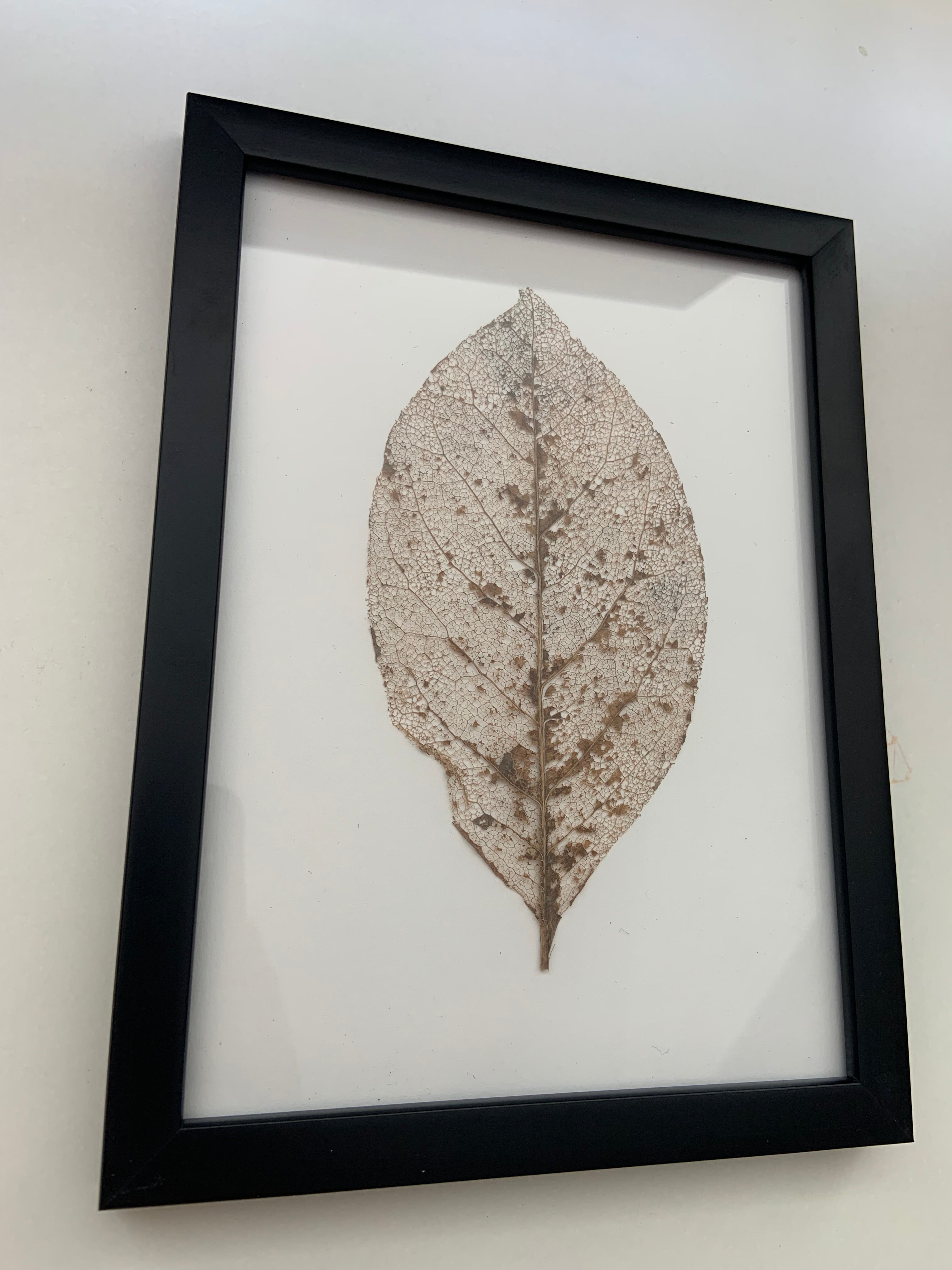 Magnoliablad (A5)